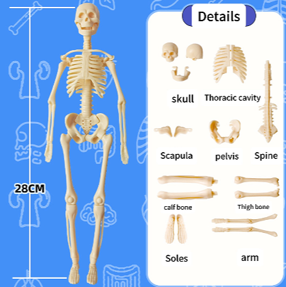 Toy with removable human model
