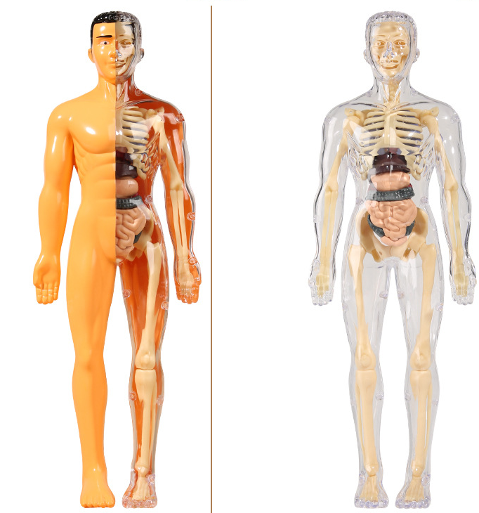 Toy with removable human model
