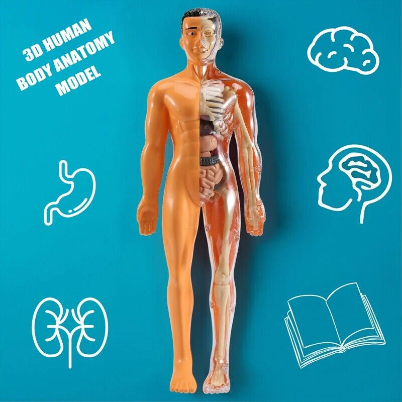 Toy with removable human model