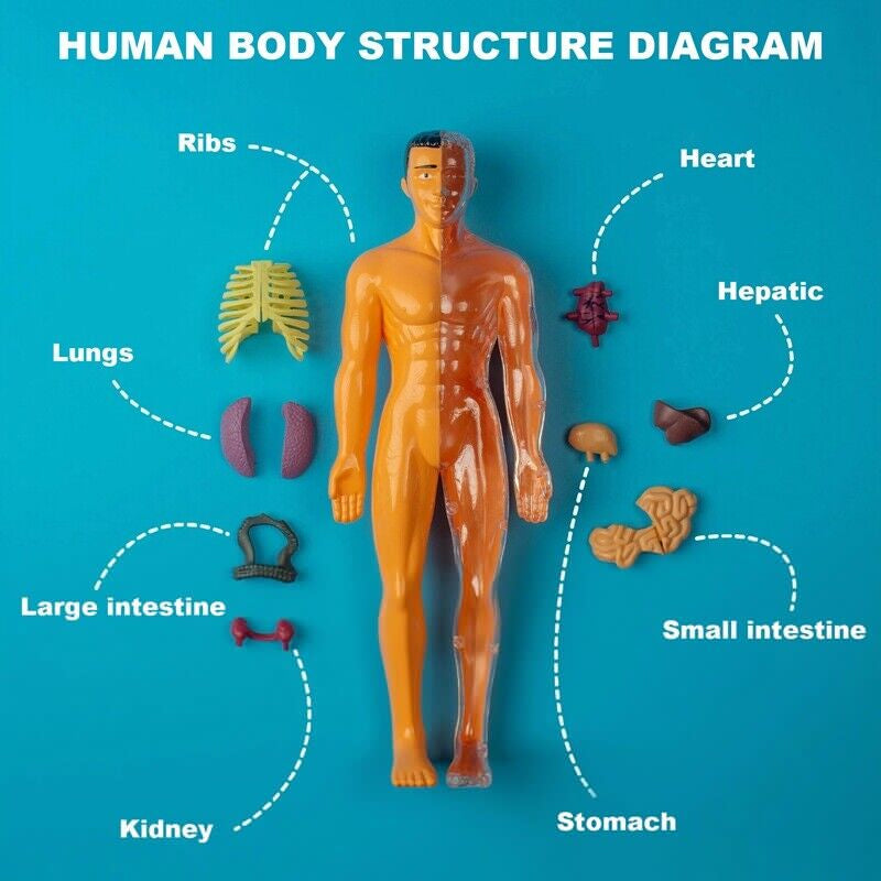 Toy with removable human model