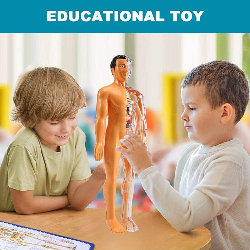 Toy with removable human model