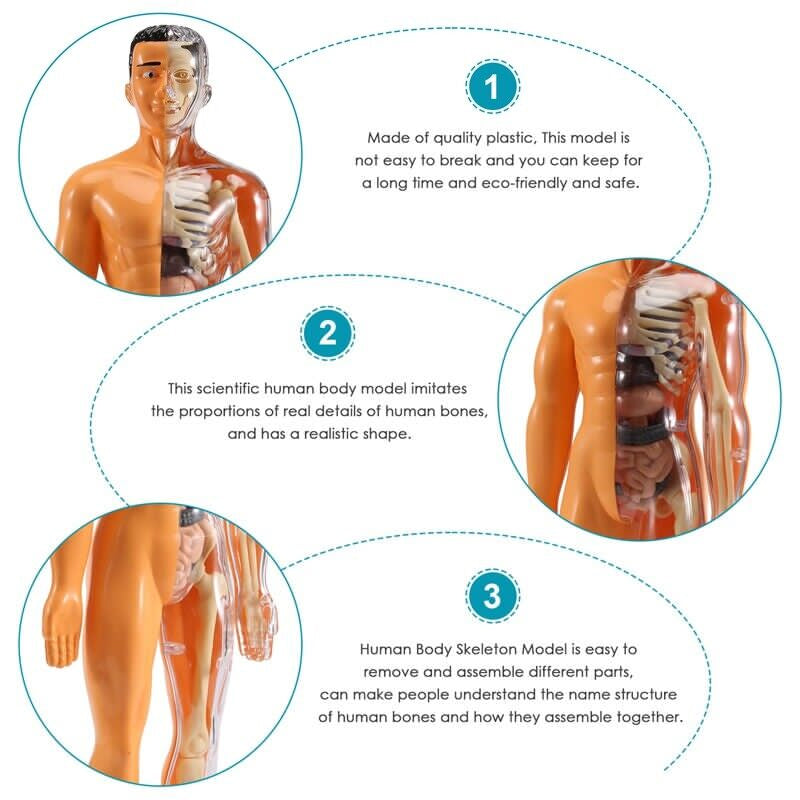 Toy with removable human model
