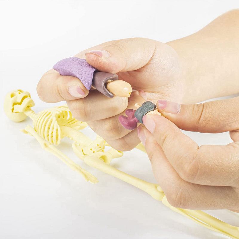 Toy with removable human model