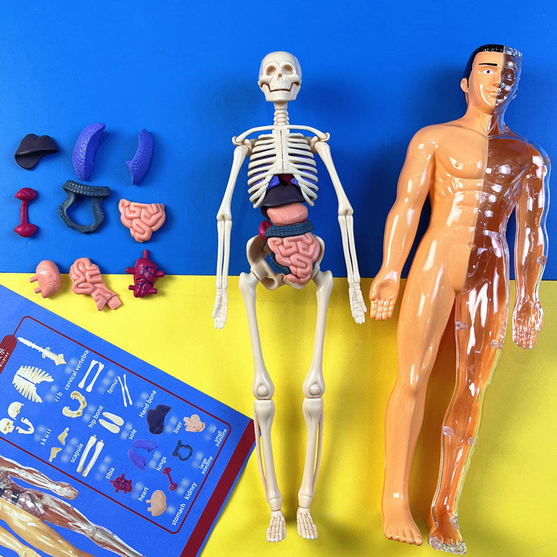 Toy with removable human model