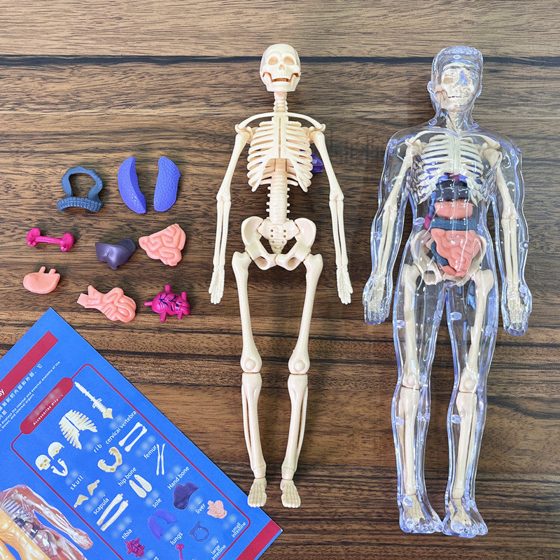 Toy with removable human model