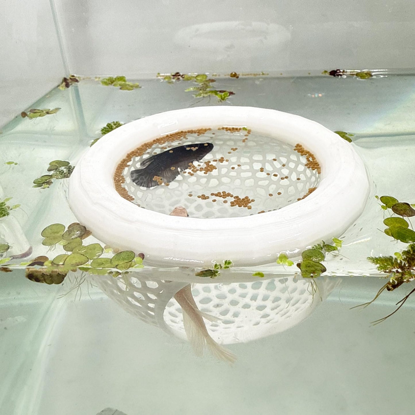 🐟 Floating Fish Rest Area|Aquarium Hideout Accessory