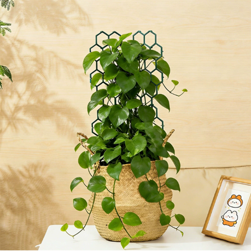 ๐ฟ LIMITED-TIME 50% OFF! โจ Honeycomb Plant Trellis โ Rust-Proof, Stackable, Easy Install ๐