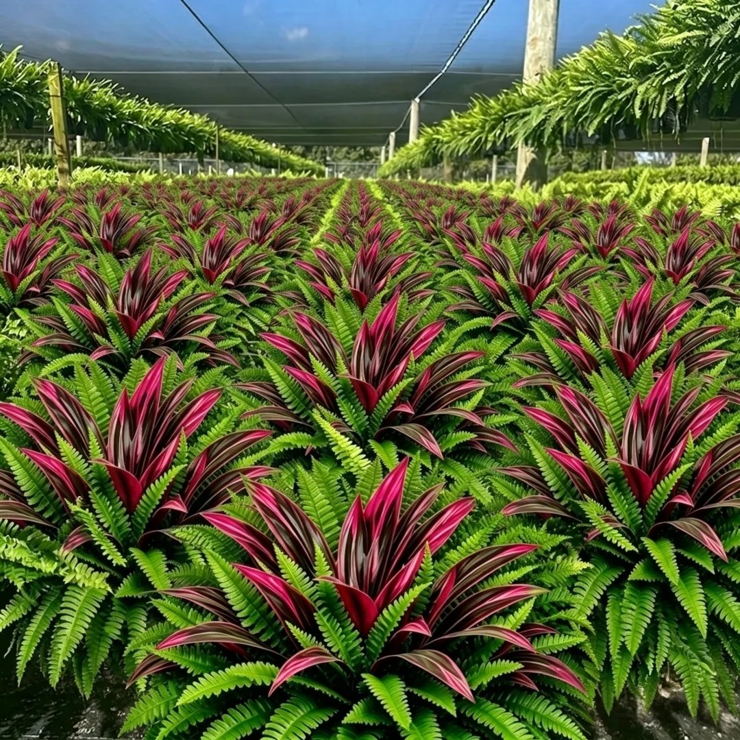 🌿 Lifelike Artificial Fern & Red Dracaena: UV-Resistant Outdoor Plant! ✨
