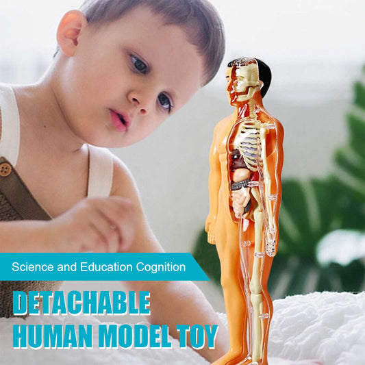 Toy with removable human model