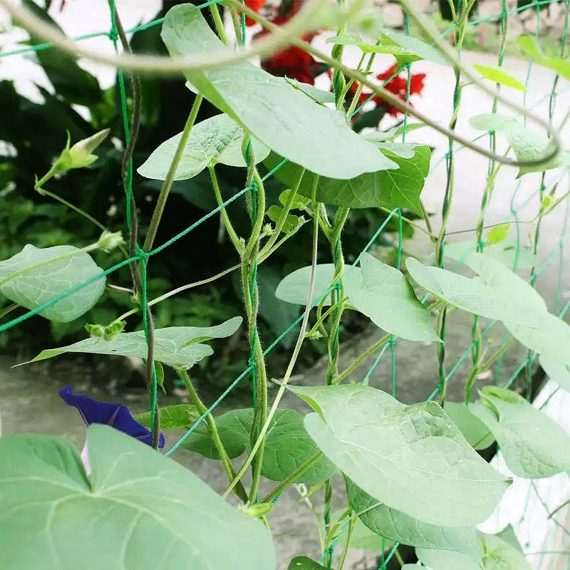 Plant Climbing Net