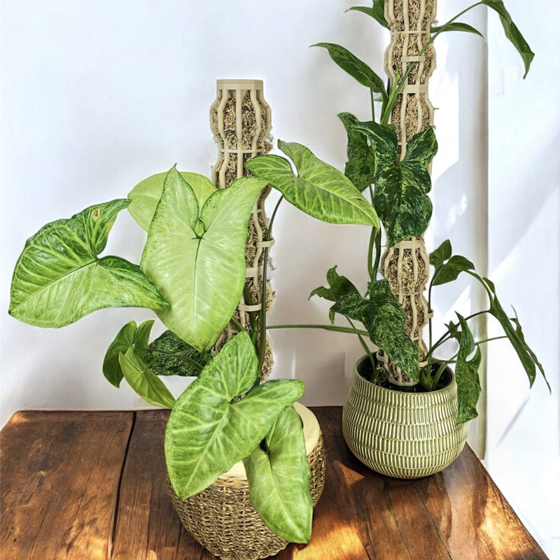 Potted Plant Support Stake