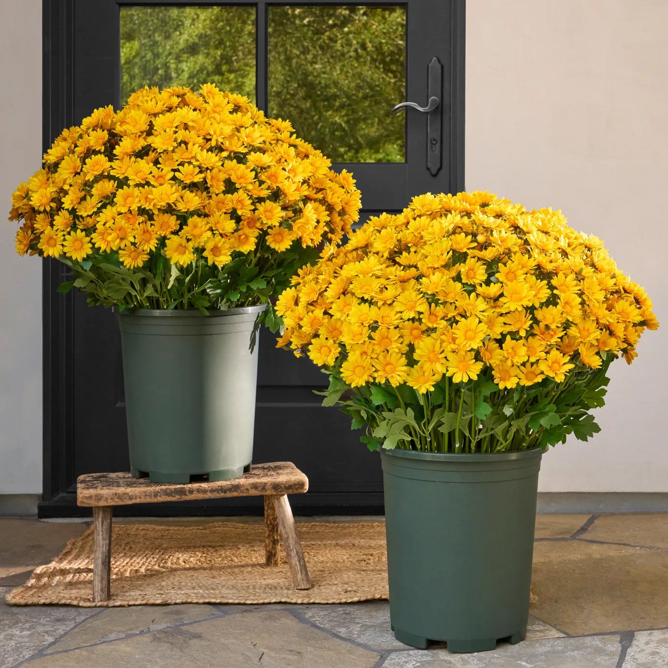 🌼- Artificial Outdoor Sunset Mums Flowers - UV resistant, Waterproof, Windproof